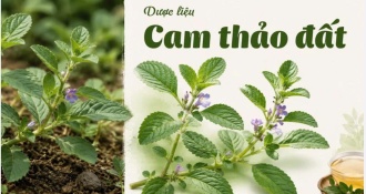 Cam Thảo Đất - Công dụng của Dược Liệu Cam Thảo Đất trong Y học